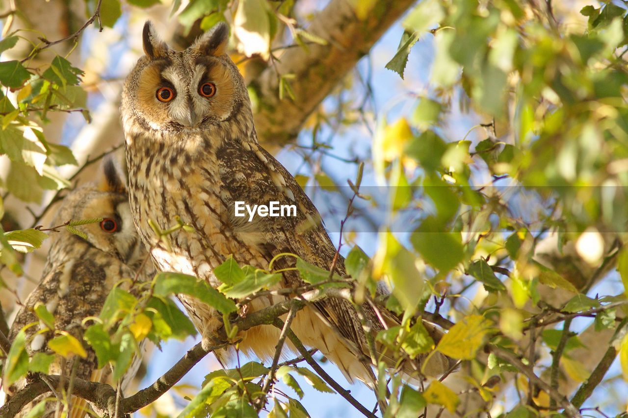 Close-up of owl perching on tree branch
