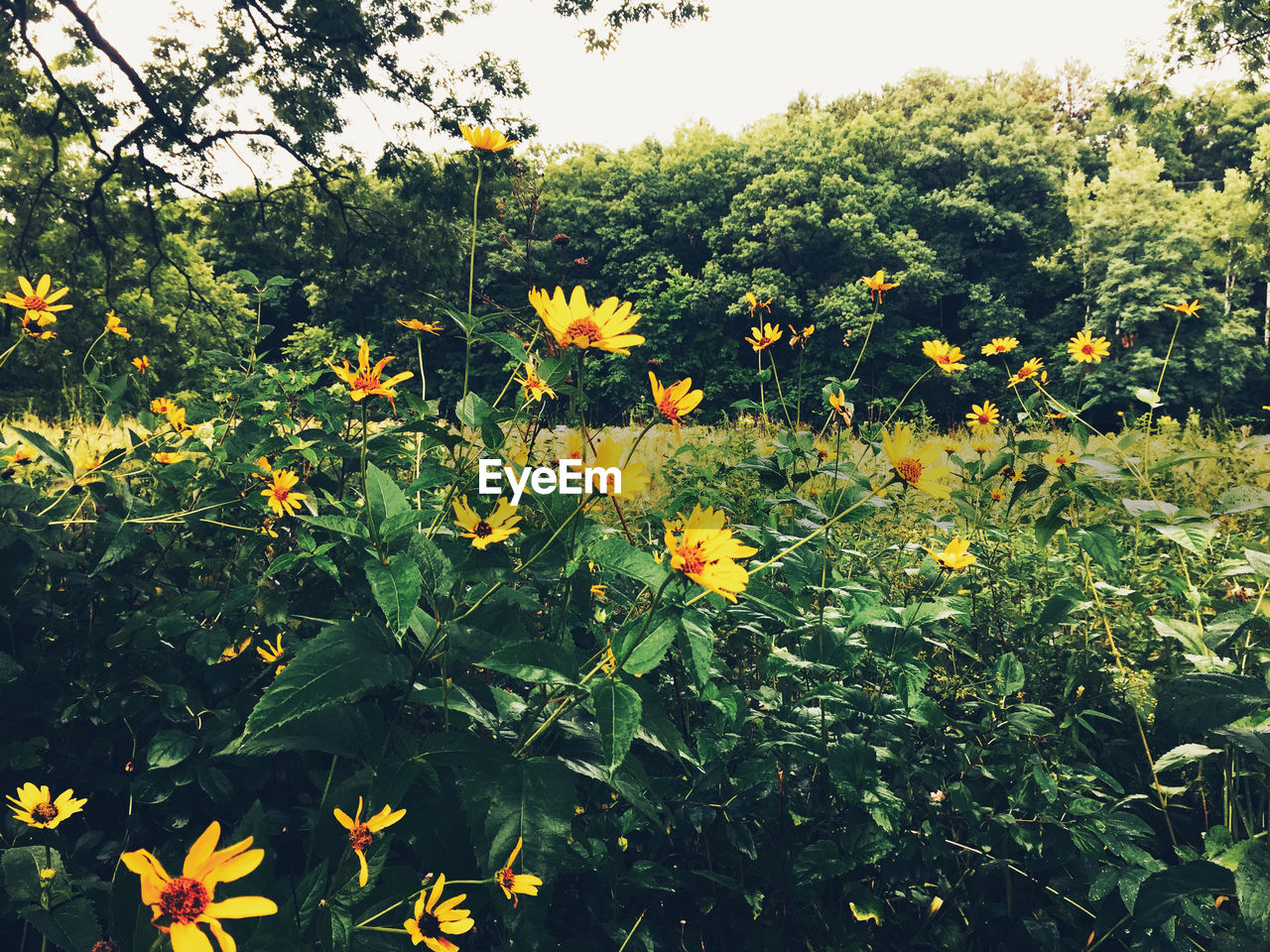 Yellow flowers blooming outdoors