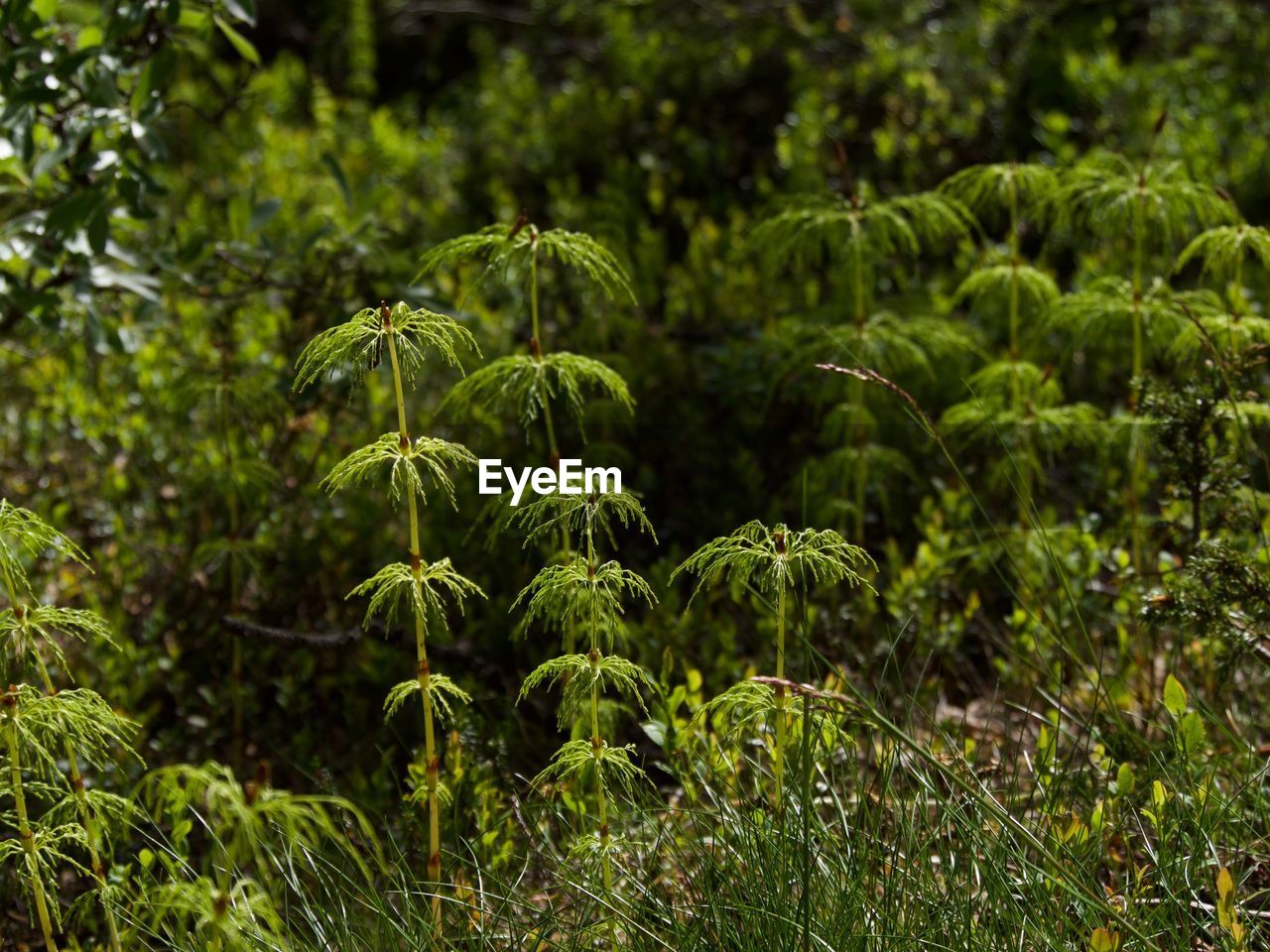 CLOSE-UP OF FRESH GREEN PLANTS ON LAND