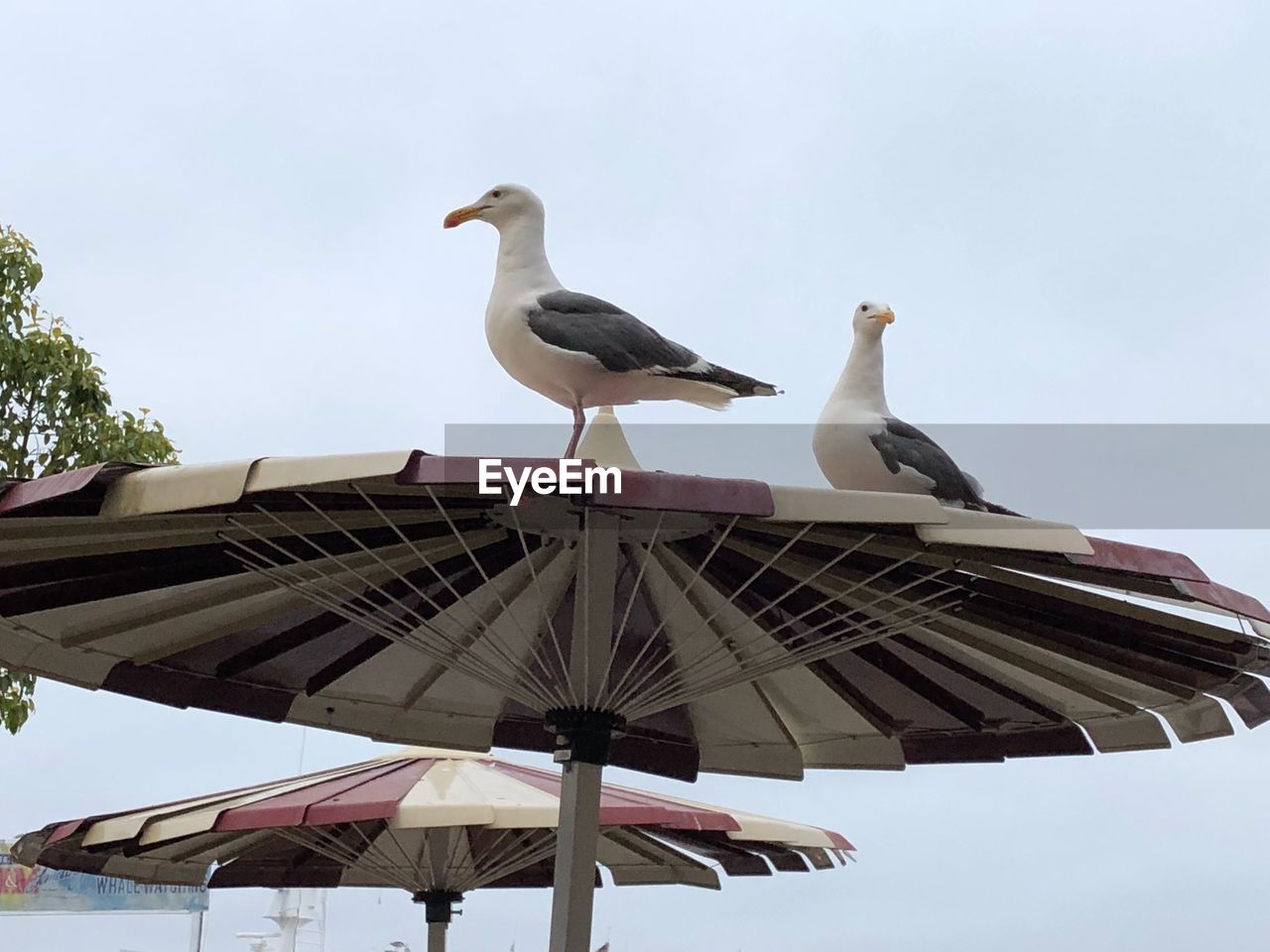 LOW ANGLE VIEW OF BIRDS PERCHING ON ROOF AGAINST SKY