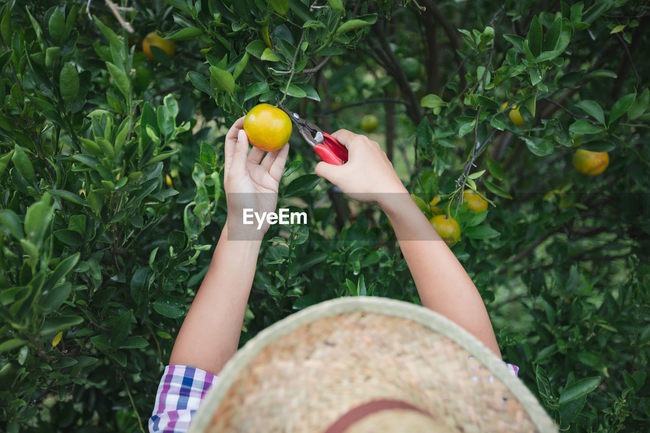 Directly above shot of woman picking orange from tree