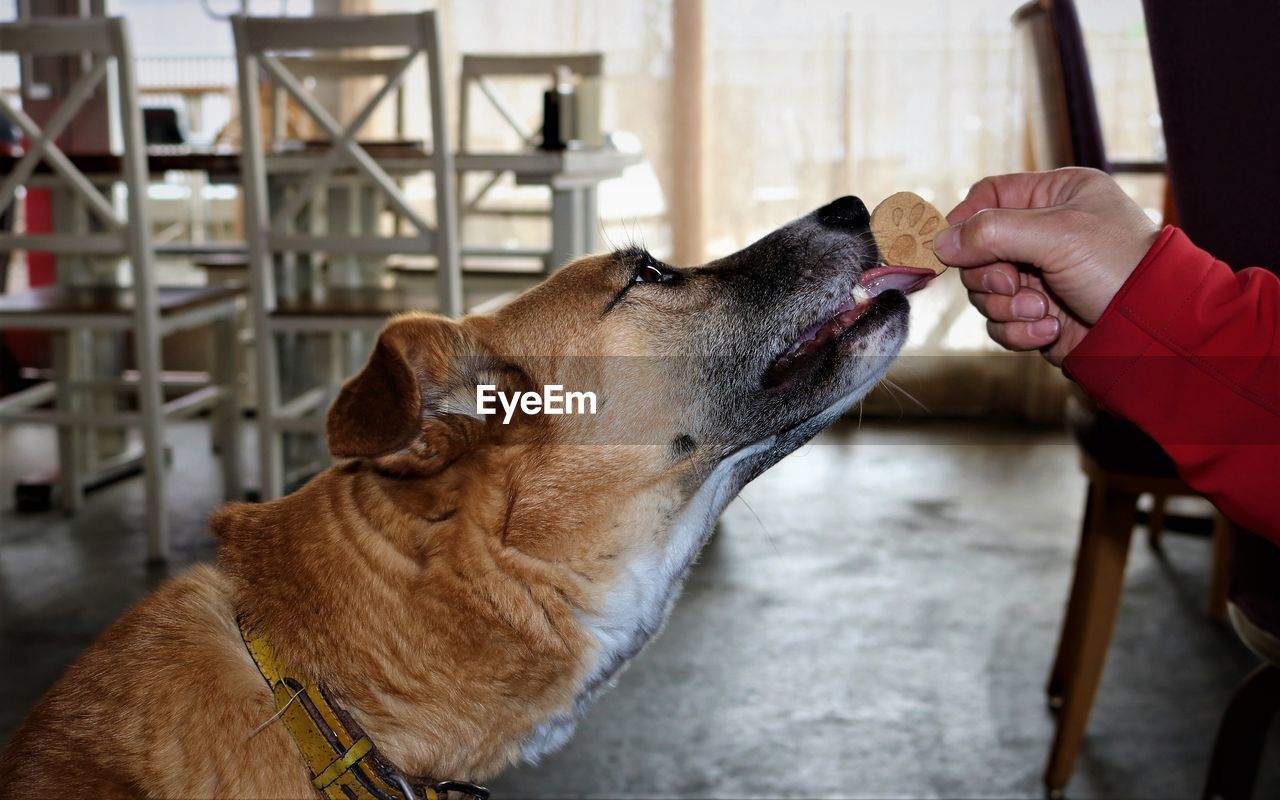 Cropped hand of man feeding dog food to pet at home