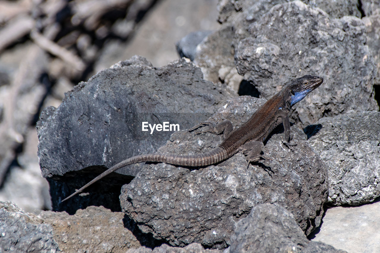 close-up of lizard