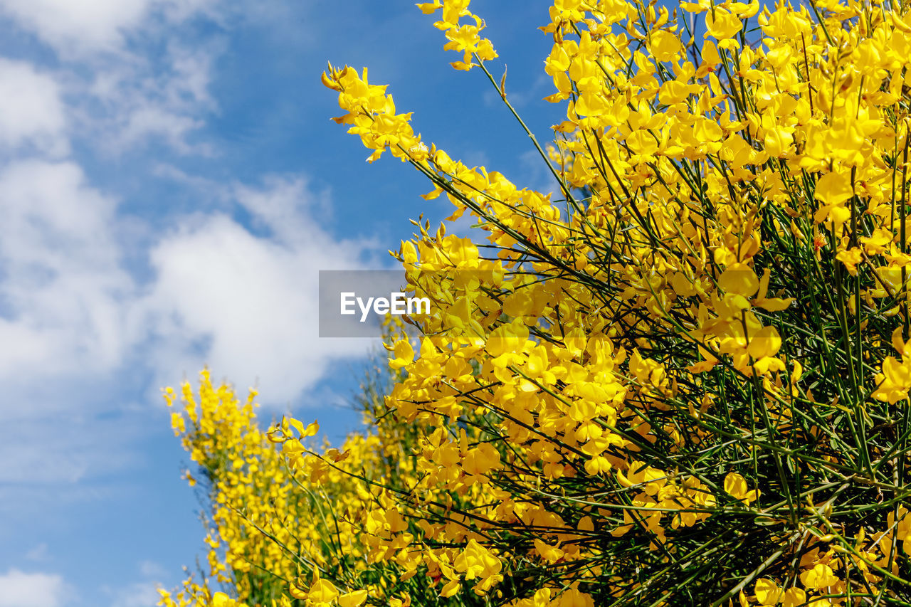 Low angle view of yellow flowering plant against sky