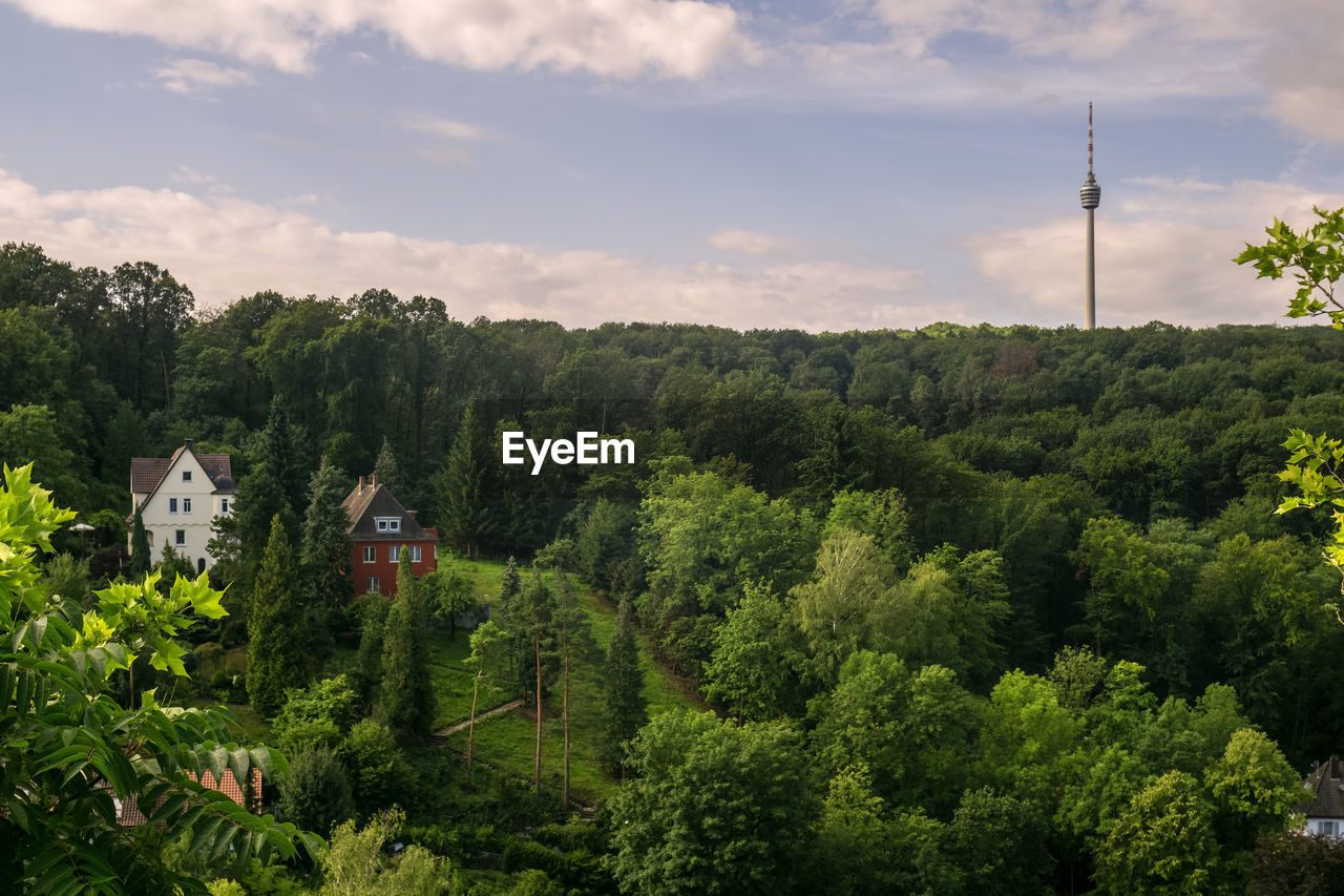 TREES AND PLANTS GROWING IN FOREST