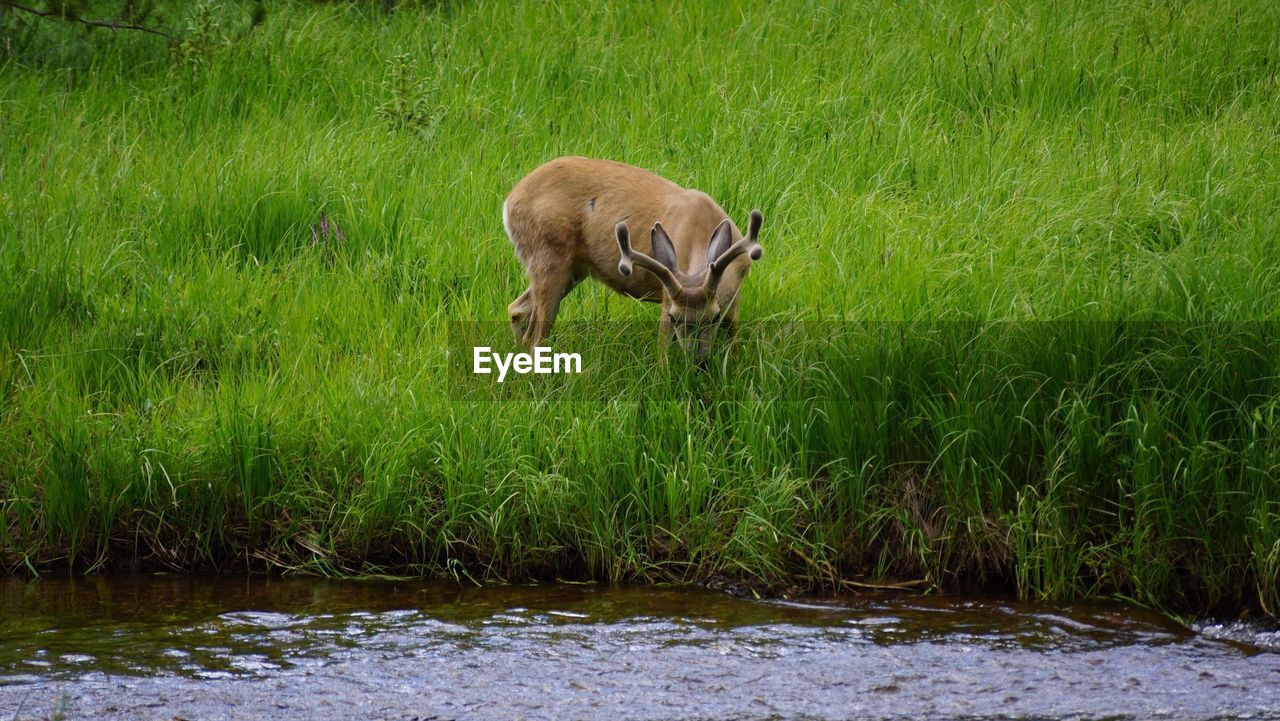 Deer by creek