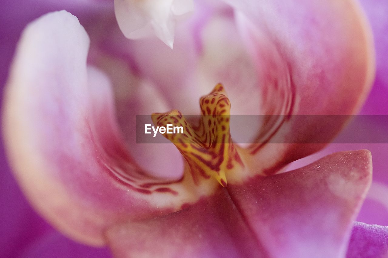 pink, flower, flowering plant, plant, beauty in nature, freshness, close-up, macro photography, petal, fragility, nature, blossom, flower head, purple, inflorescence, growth, pollen, macro, no people, extreme close-up, selective focus, stamen, springtime, magenta, outdoors, orchid, softness, botany