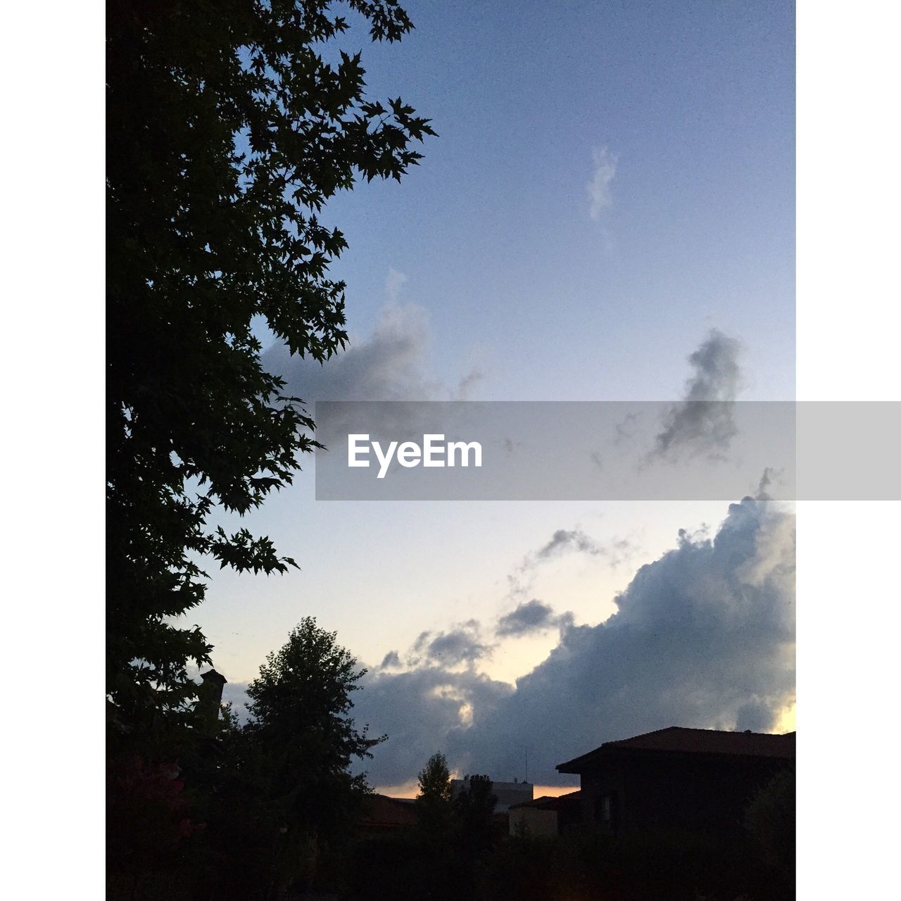 LOW ANGLE VIEW OF TREES AGAINST SKY