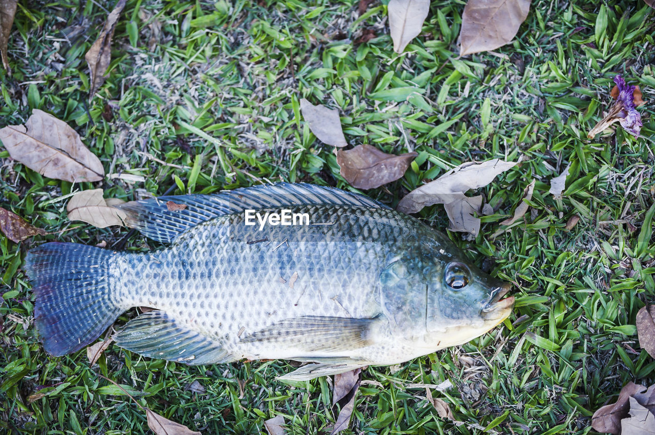 Directly above shot of dead fish on grassy field