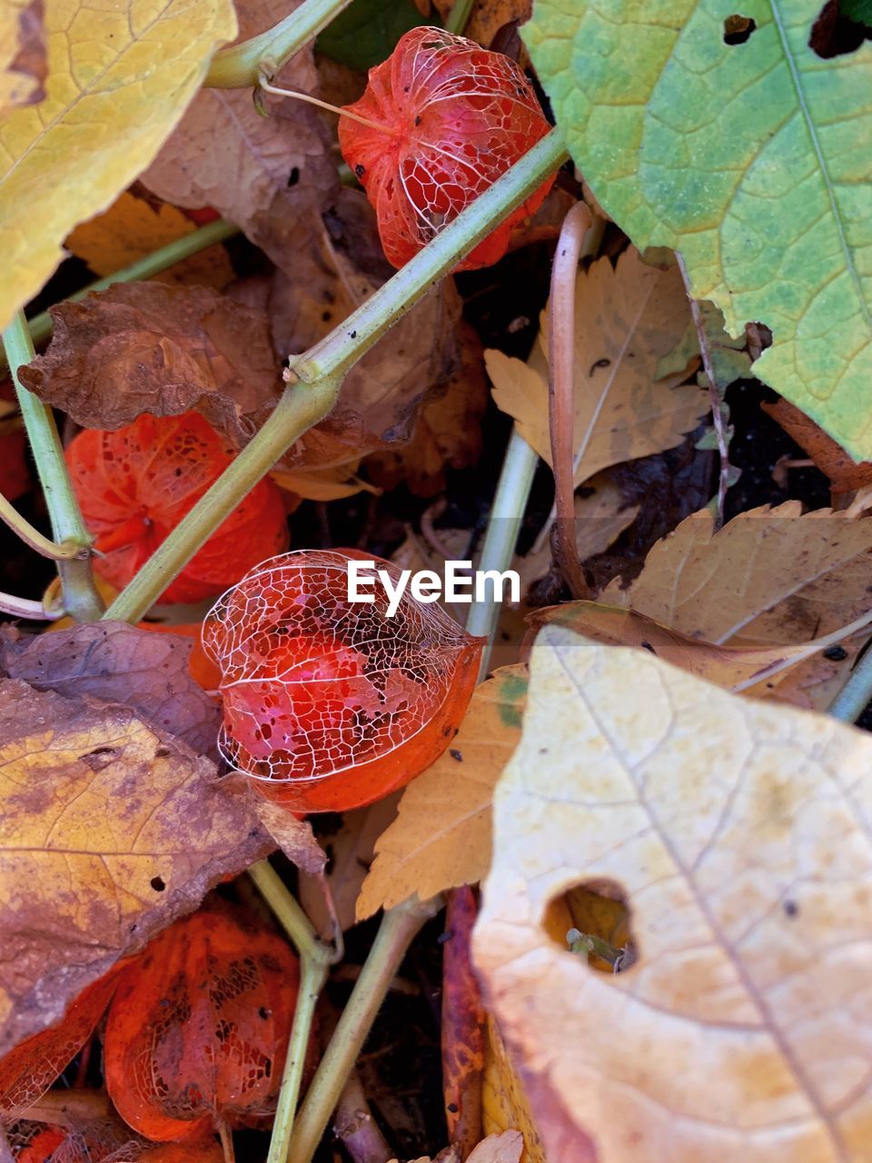 CLOSE-UP OF AUTUMN LEAVES ON LAND