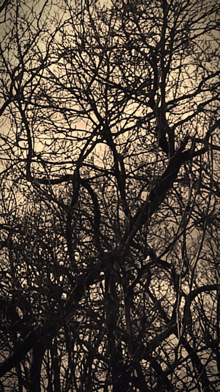 LOW ANGLE VIEW OF BARE TREES AGAINST THE SKY