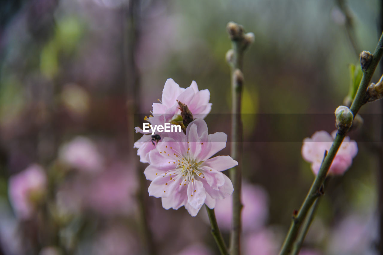 CLOSE-UP OF PURPLE FLOWERING PLANTS