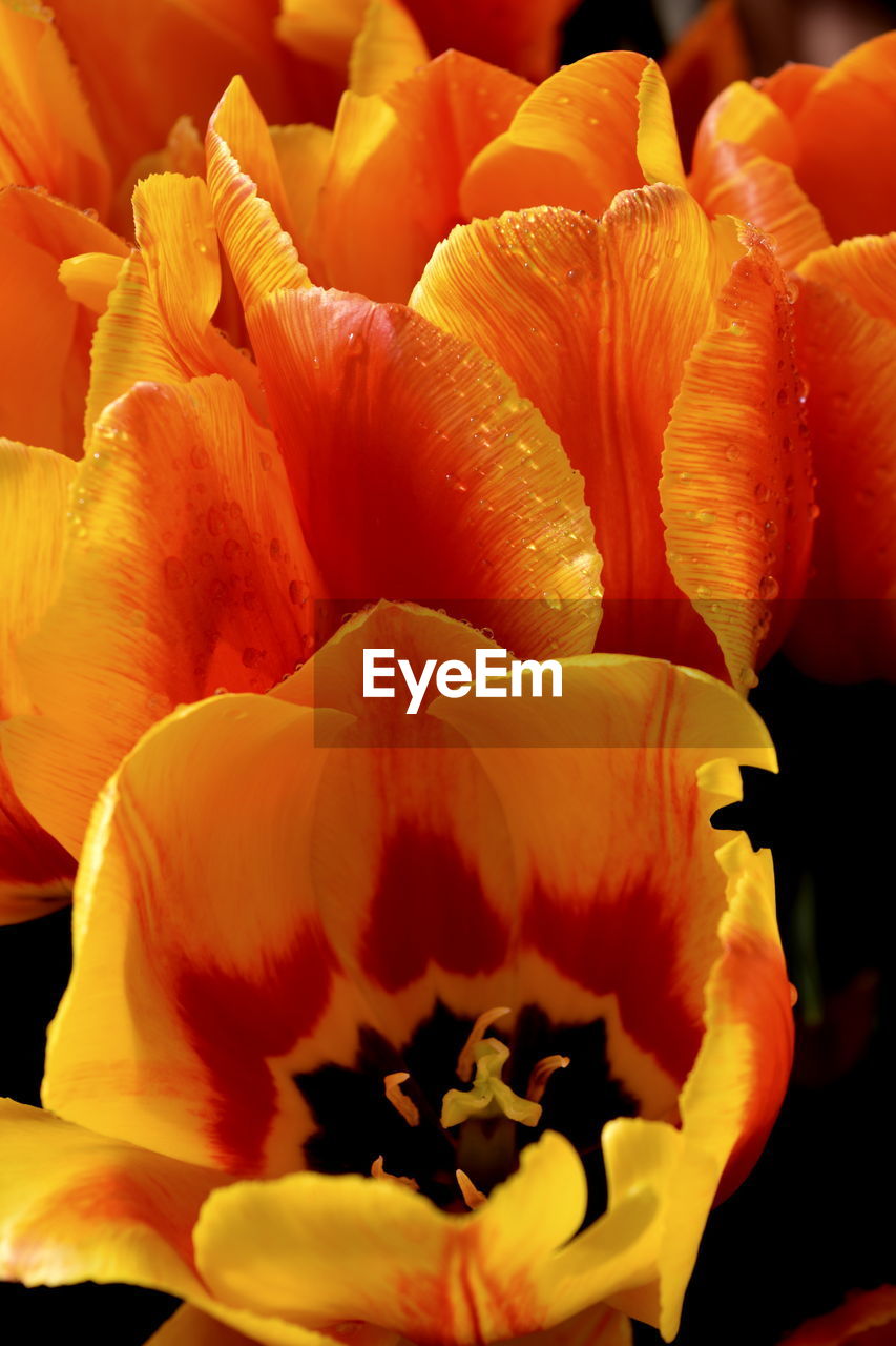 FULL FRAME SHOT OF ORANGE FLOWER