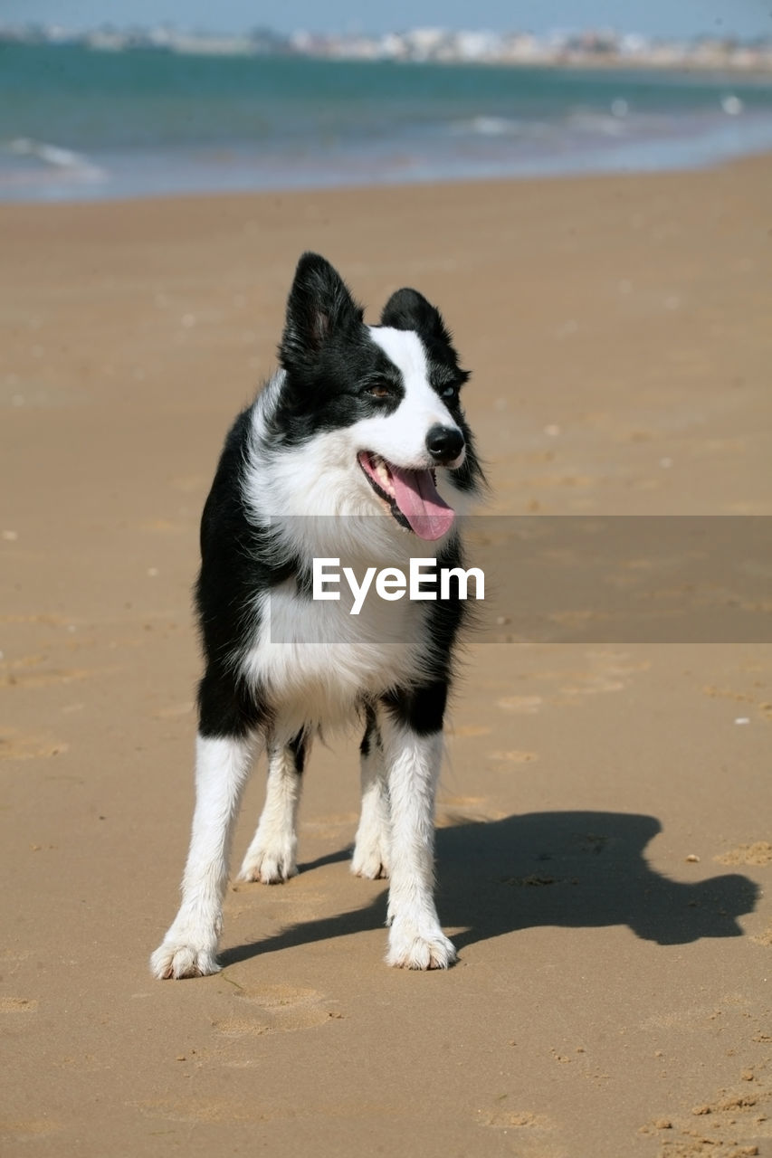 Dog in the beach 