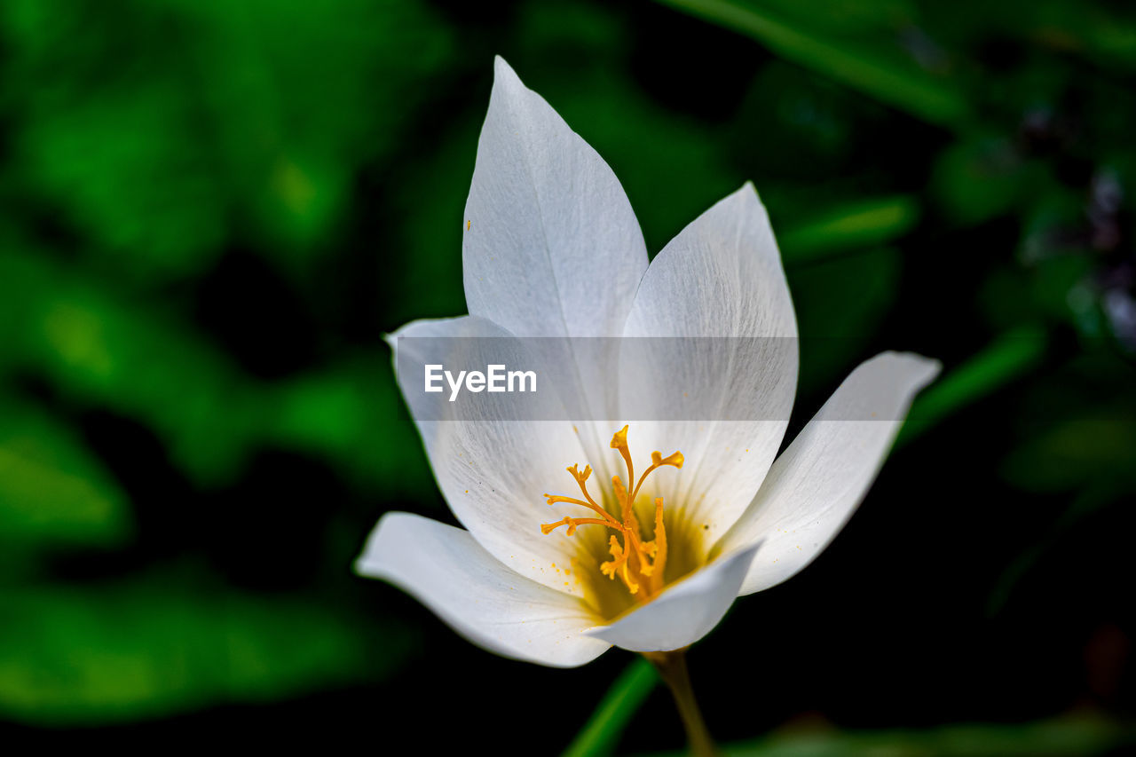 flower, flowering plant, plant, beauty in nature, freshness, petal, close-up, fragility, flower head, inflorescence, nature, white, macro photography, growth, pollen, yellow, no people, blossom, leaf, lily, water, green, outdoors, focus on foreground, aquatic plant, water lily, plant part, botany, springtime