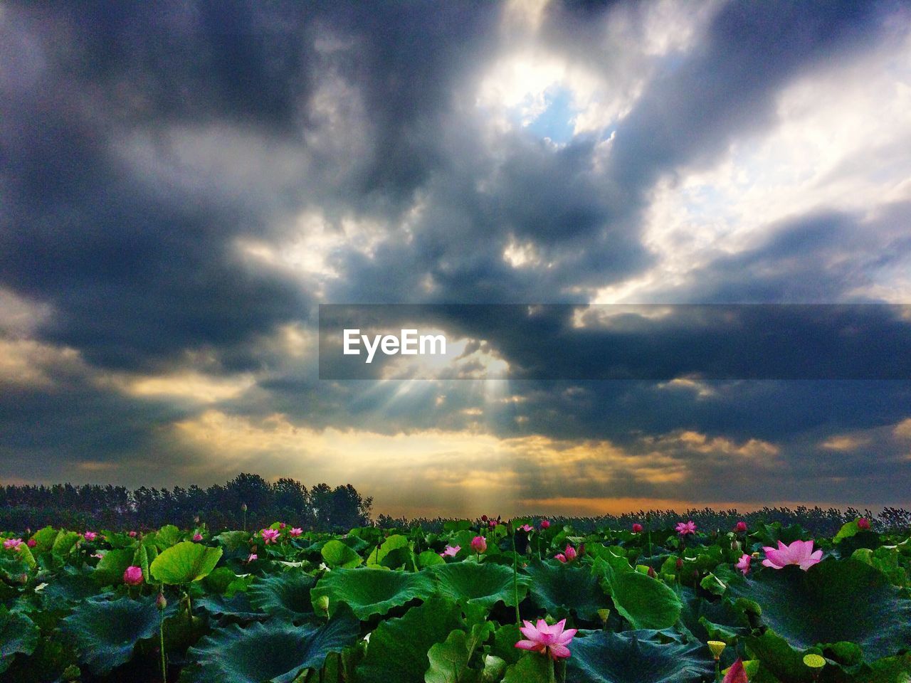 CLOSE-UP OF RED FLOWER BLOOMING AGAINST CLOUDY SKY