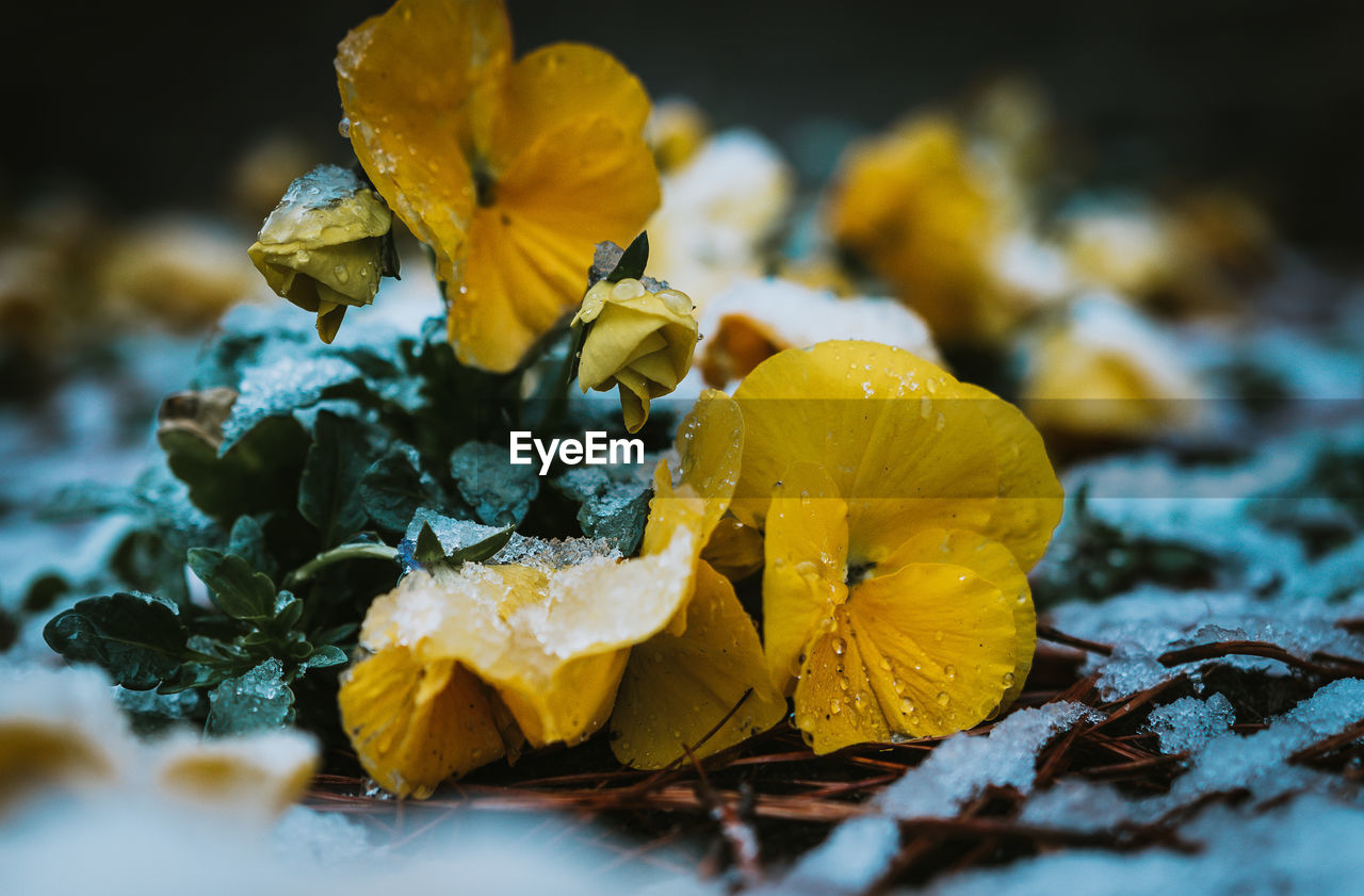 CLOSE-UP OF YELLOW FLOWER AND WATER DROPS