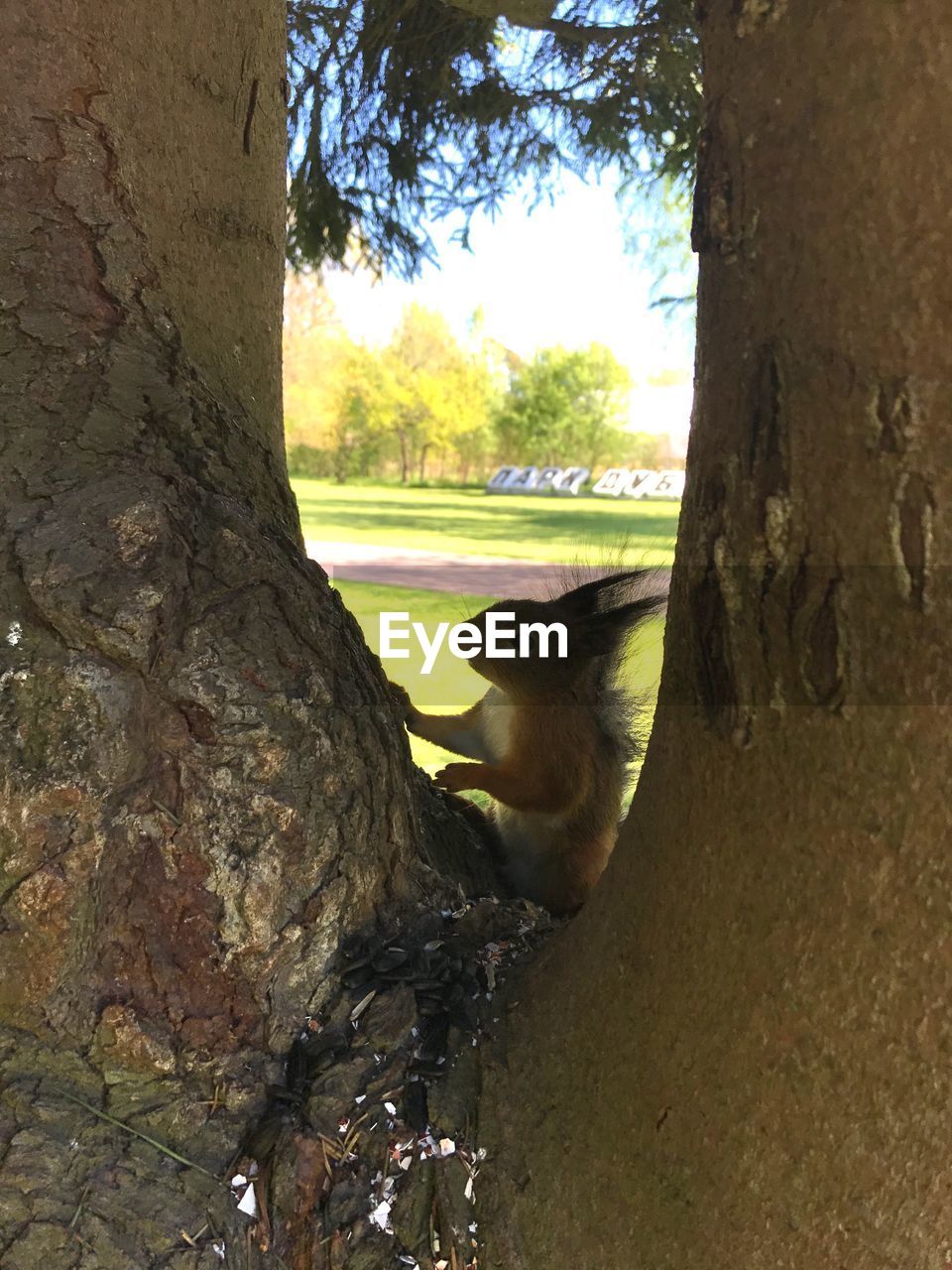 CLOSE-UP OF HORSE ON TREE TRUNK