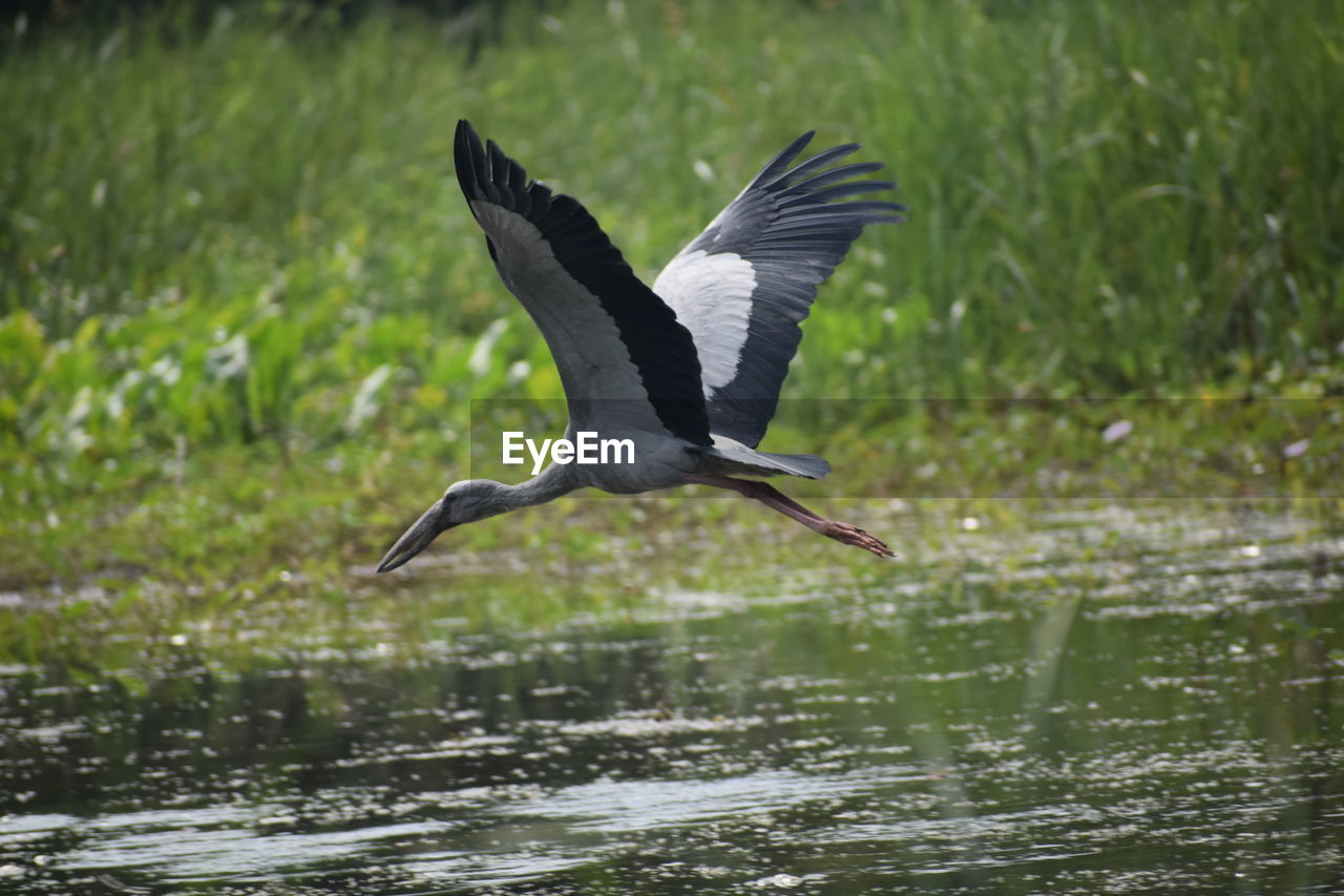 Bird flying over lake