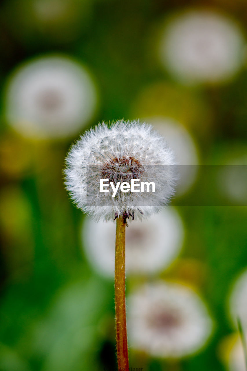 CLOSE-UP OF DANDELION