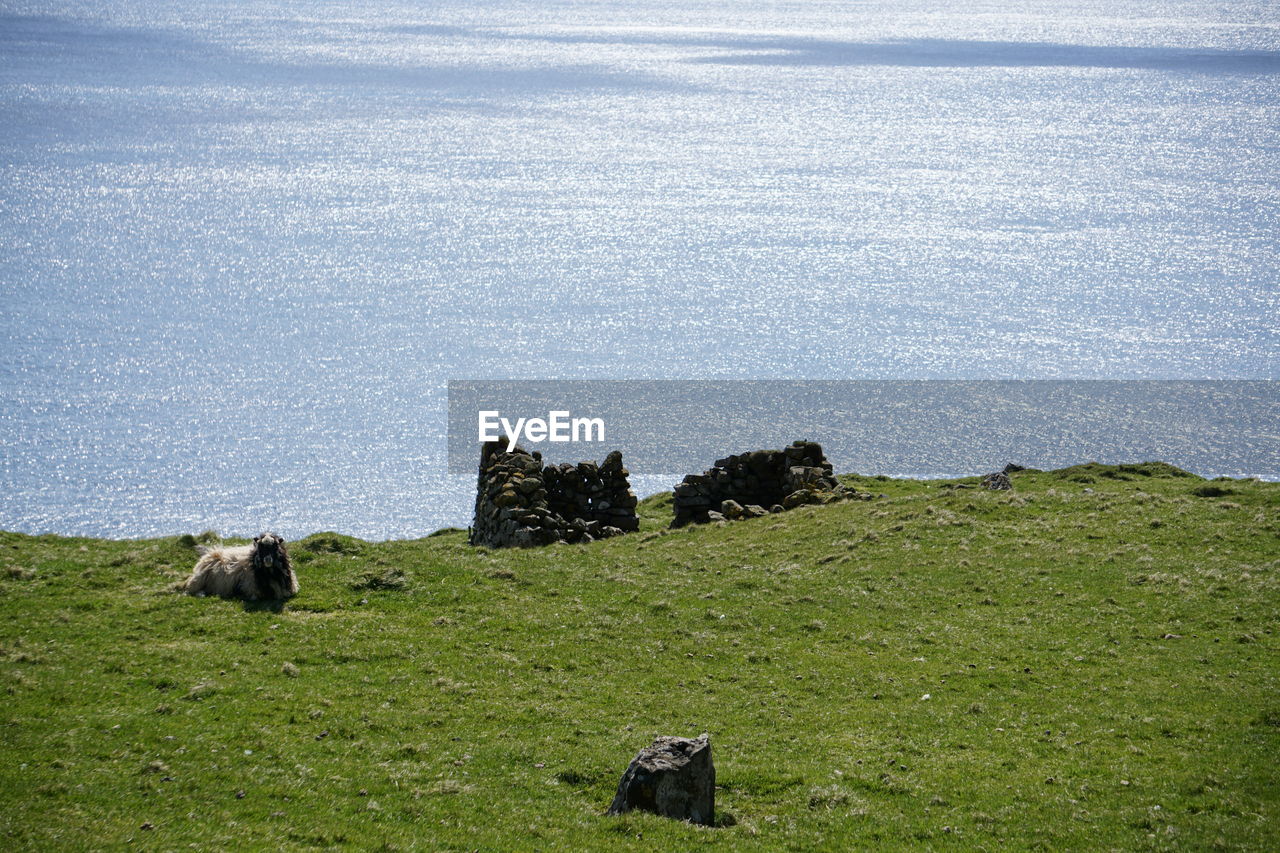 Sheep on landscape by sea against sky