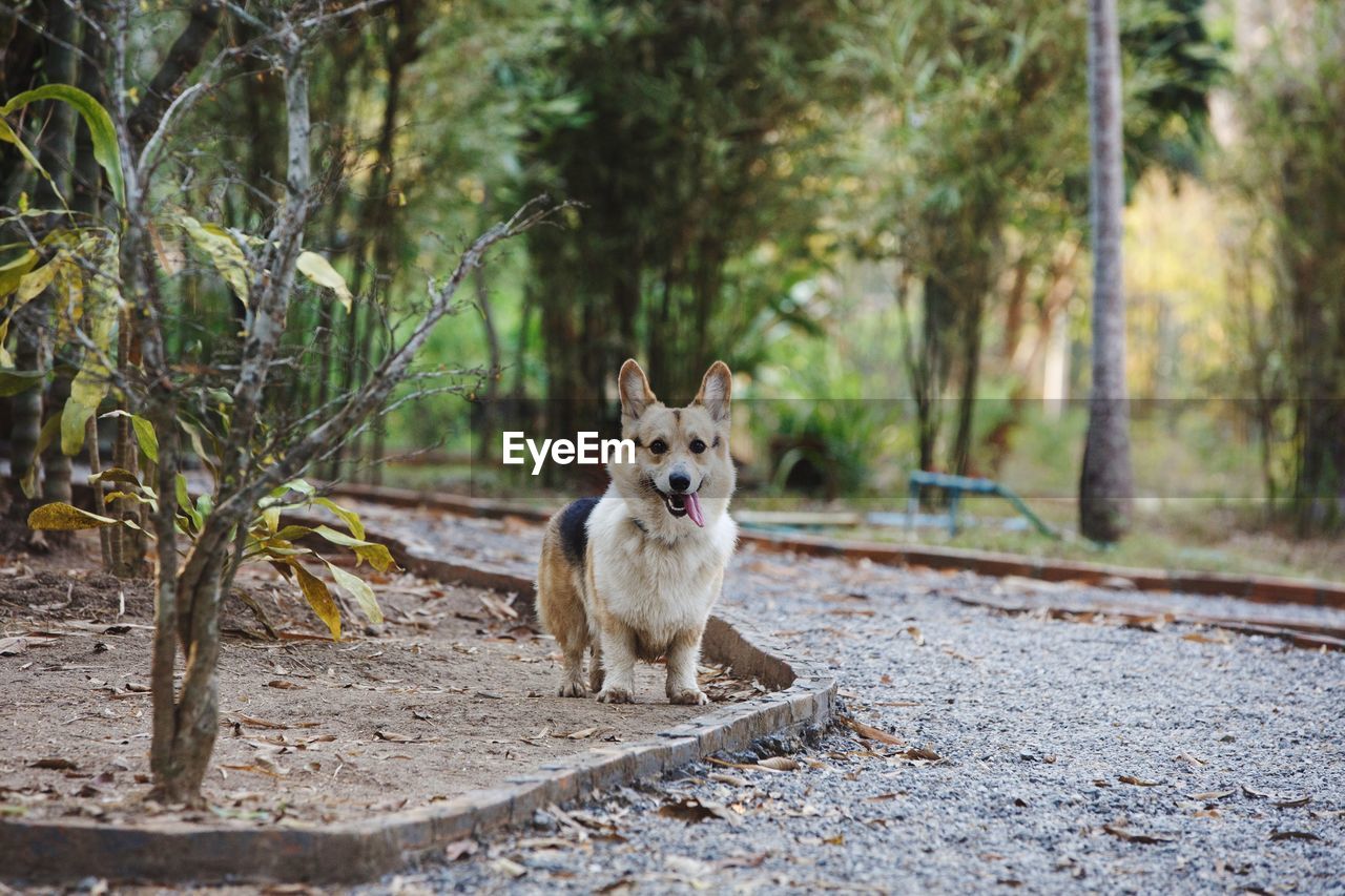 PORTRAIT OF DOG SITTING ON ROAD