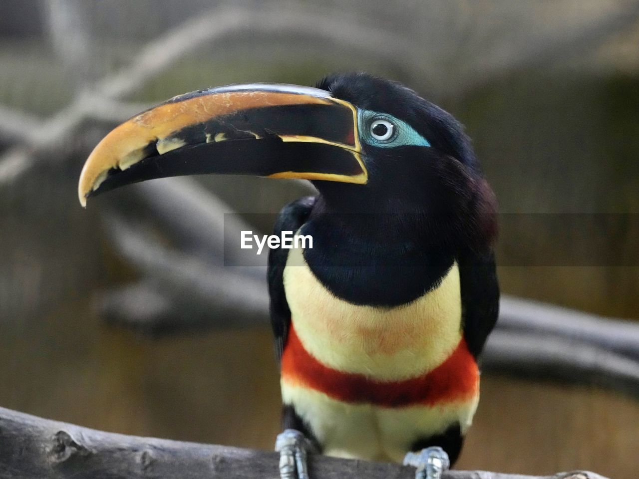 animal themes, bird, animal, toucan, beak, animal wildlife, wildlife, one animal, close-up, animal body part, focus on foreground, no people, nature, day, outdoors