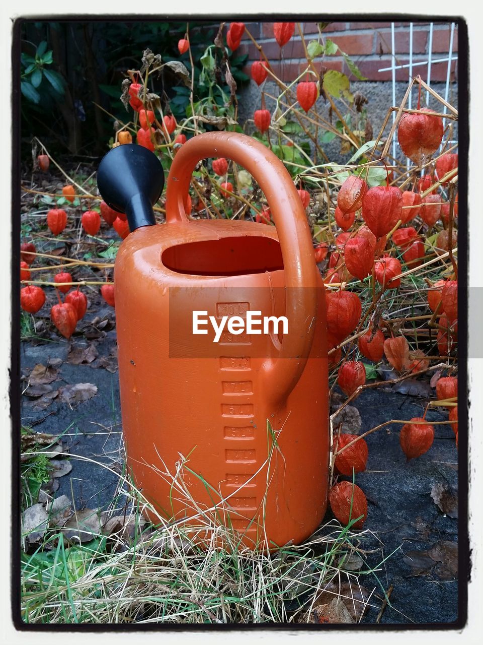 Orange watering can by plants in yard