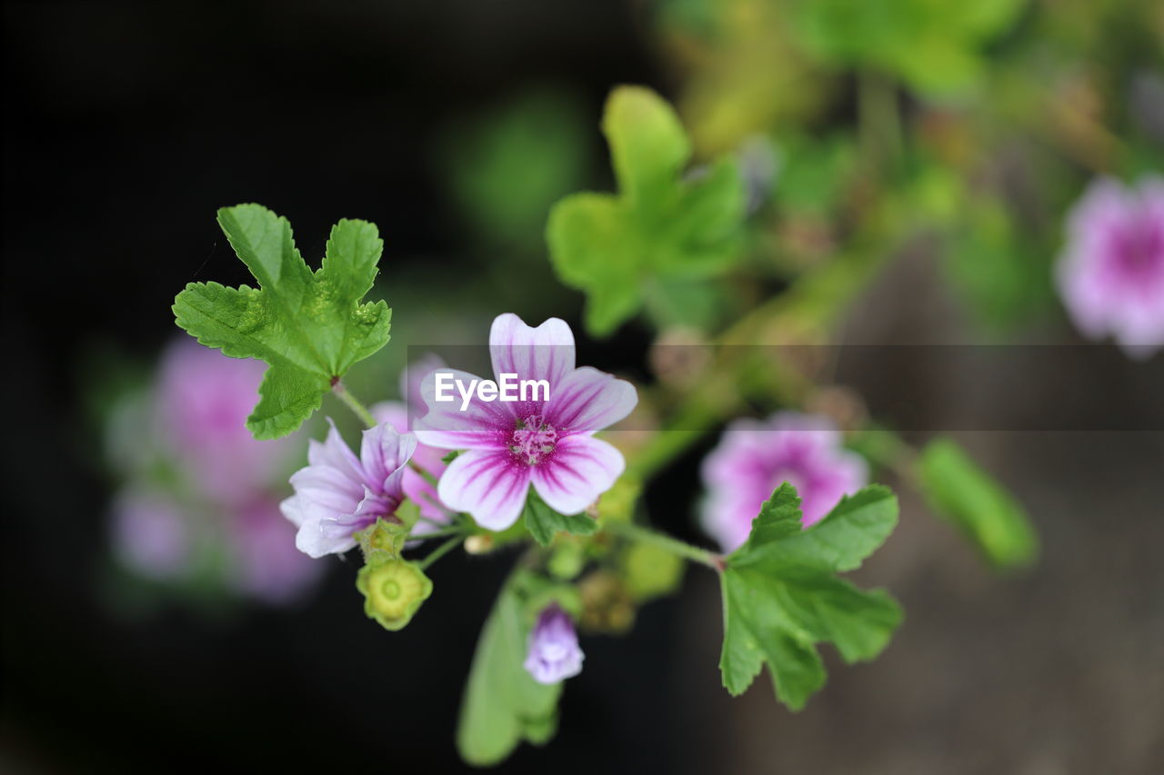 flower, flowering plant, plant, freshness, beauty in nature, nature, macro photography, blossom, plant part, close-up, leaf, pink, flower head, green, inflorescence, botany, wildflower, food and drink, petal, no people, fragility, purple, summer, multi colored, springtime, growth, medicine, food, outdoors, focus on foreground, vegetable, selective focus, botanical garden, produce, healthcare and medicine, day