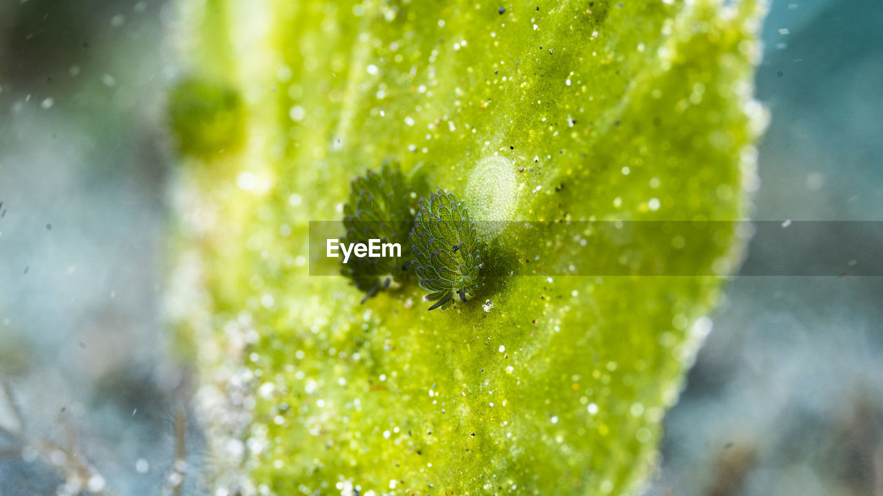 HIGH ANGLE VIEW OF LEAF ON WET PLANT