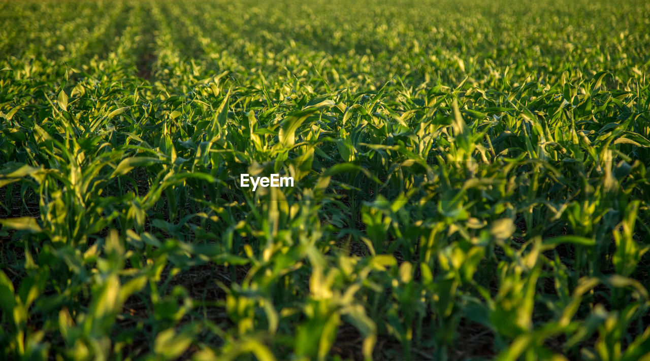 FULL FRAME SHOT OF FRESH GREEN FIELD