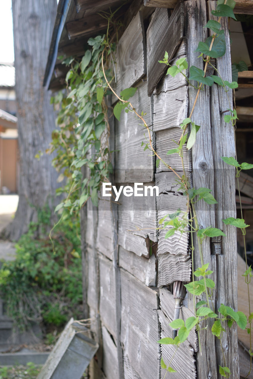 CLOSE-UP OF IVY ON TREE TRUNK