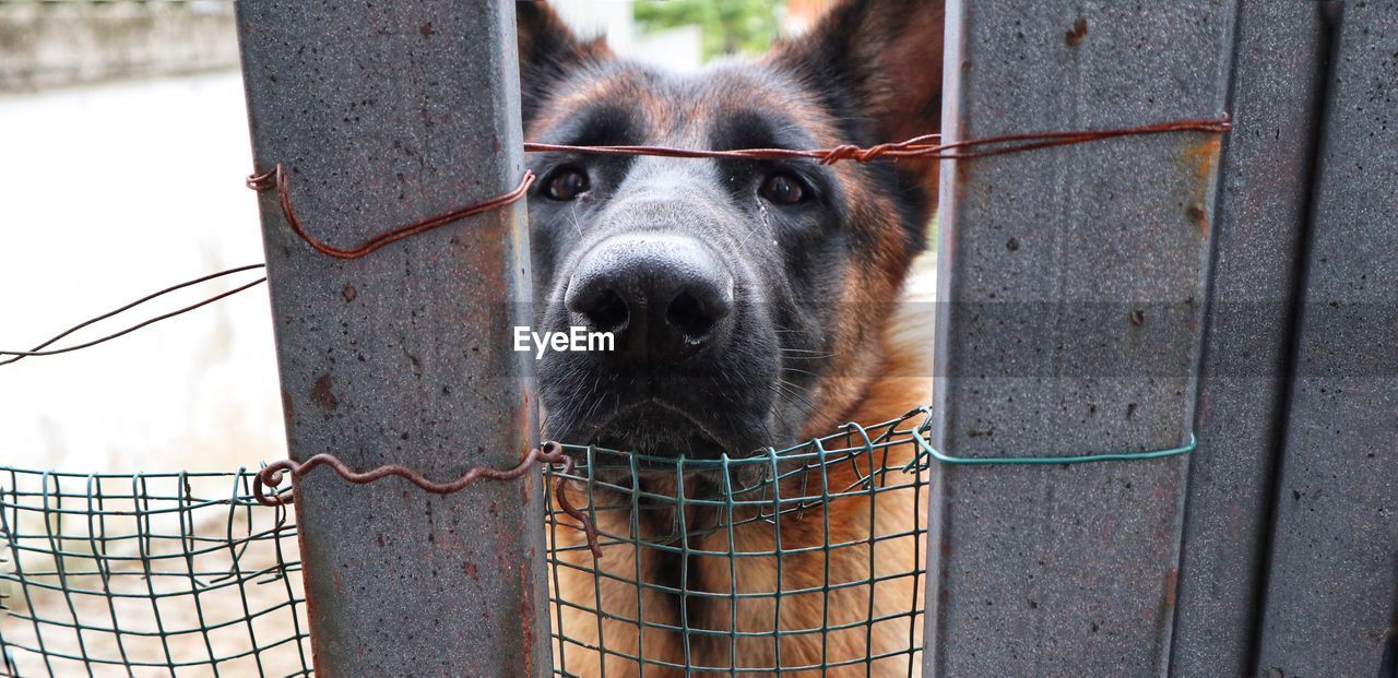 Close-up portrait of a dog