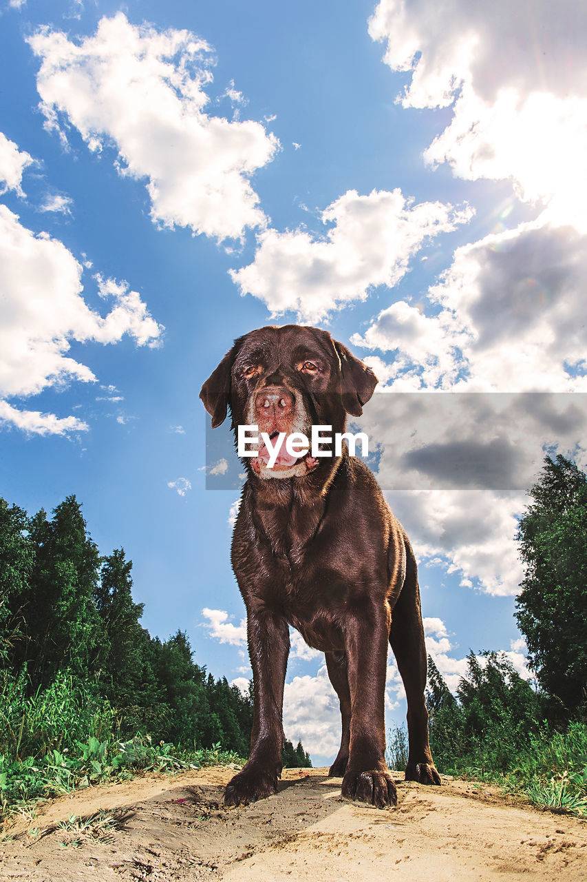 PORTRAIT OF DOG LOOKING AWAY AGAINST SKY