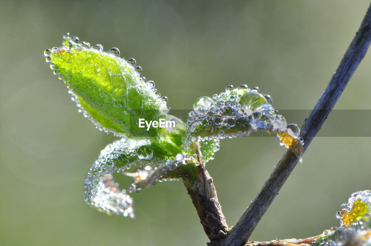 Close-up of raindrops on plant