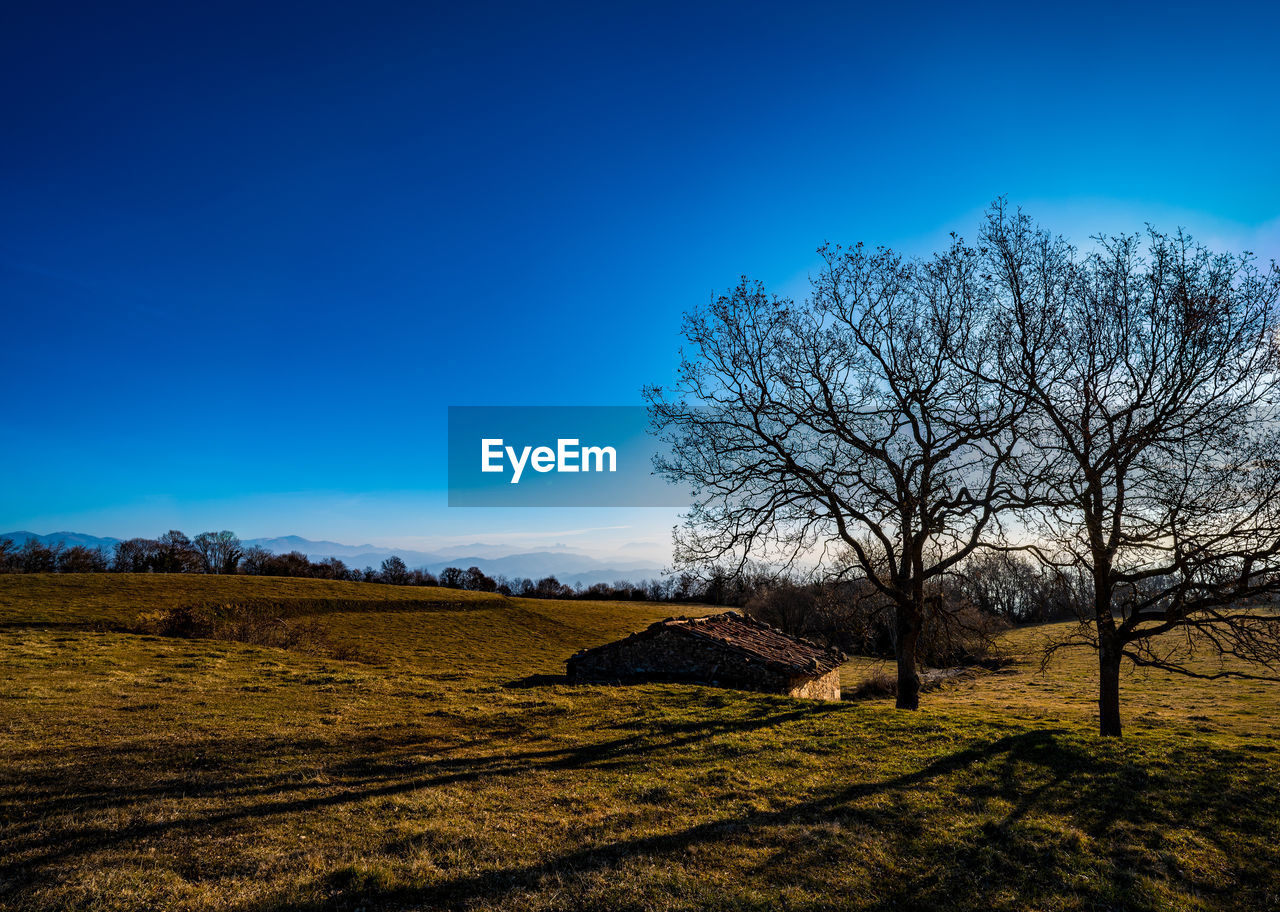 BARE TREE ON FIELD AGAINST BLUE SKY