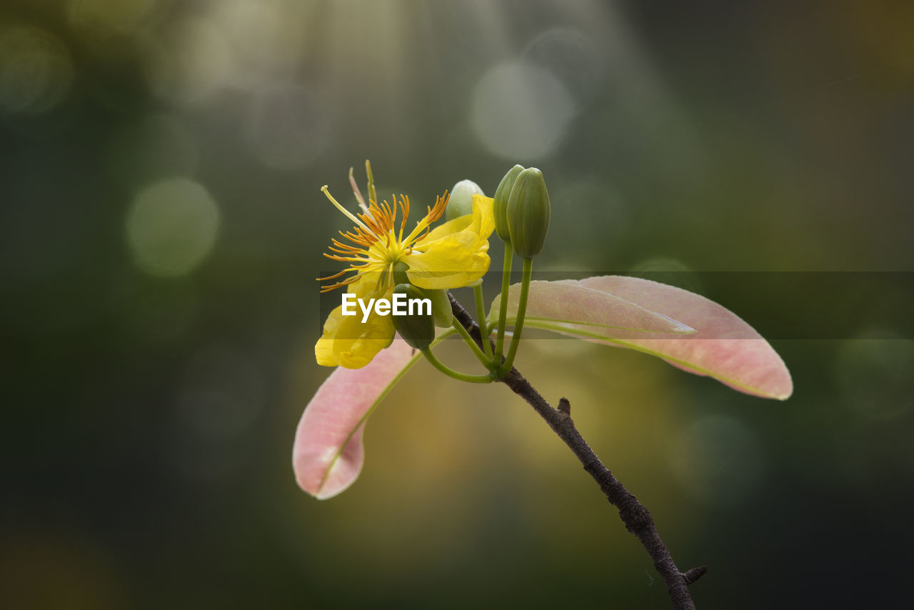 Close-up of yellow flowering plant