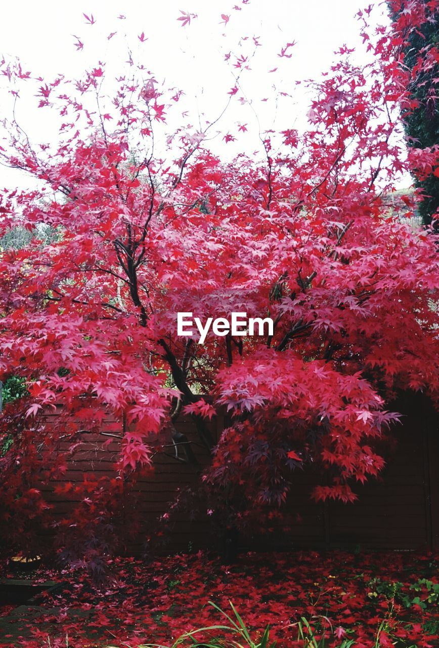 CLOSE-UP OF RED FLOWERING TREE