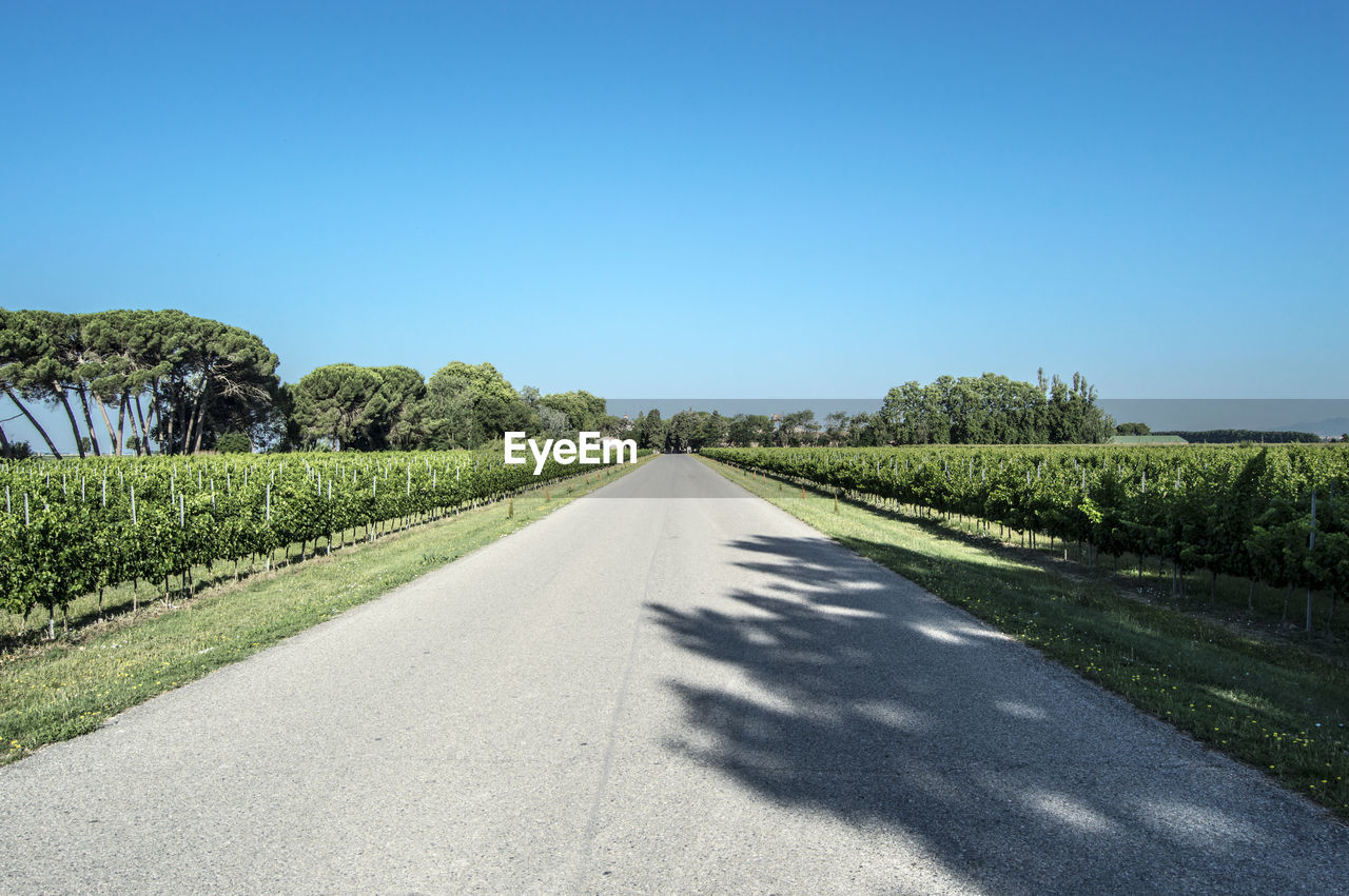 Road through vineyard