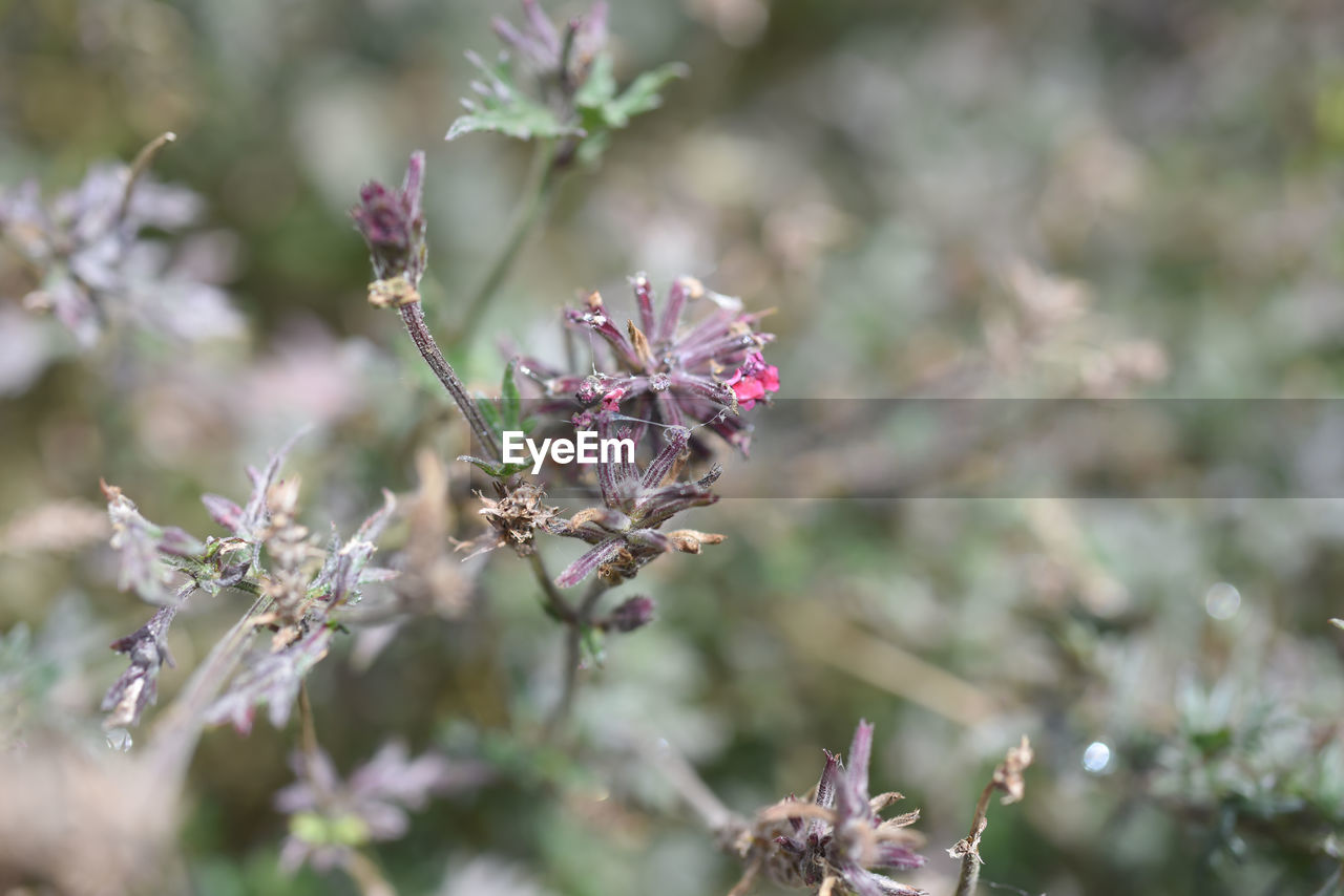 Close-up of pink flowering plant