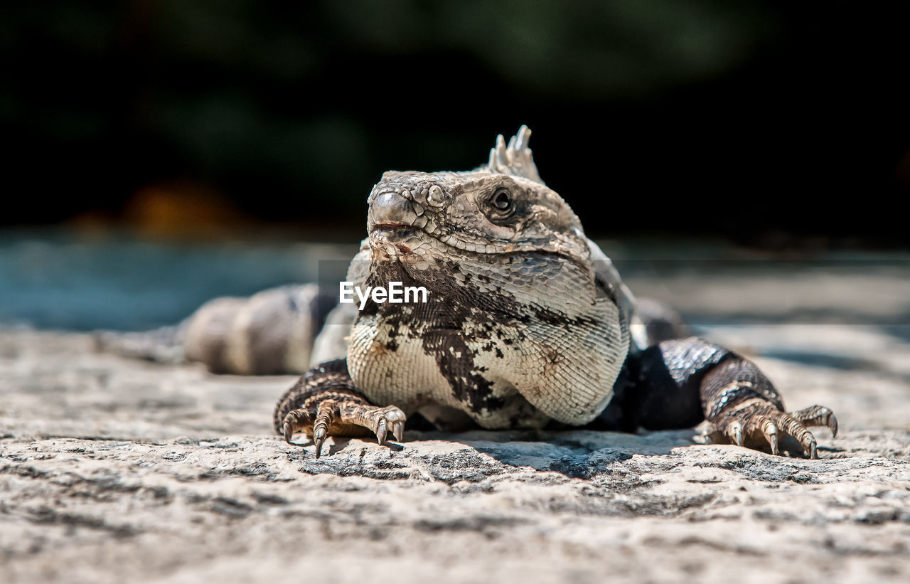 Close-up of iguana on rock