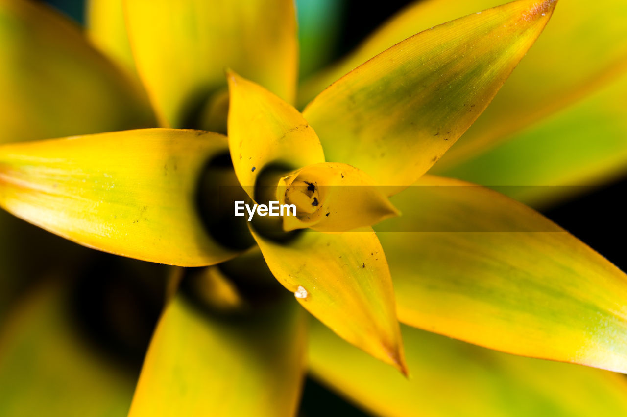Close-up of yellow flowering plant