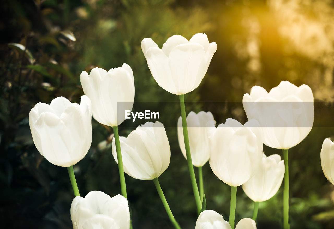 CLOSE-UP OF WHITE ROSES