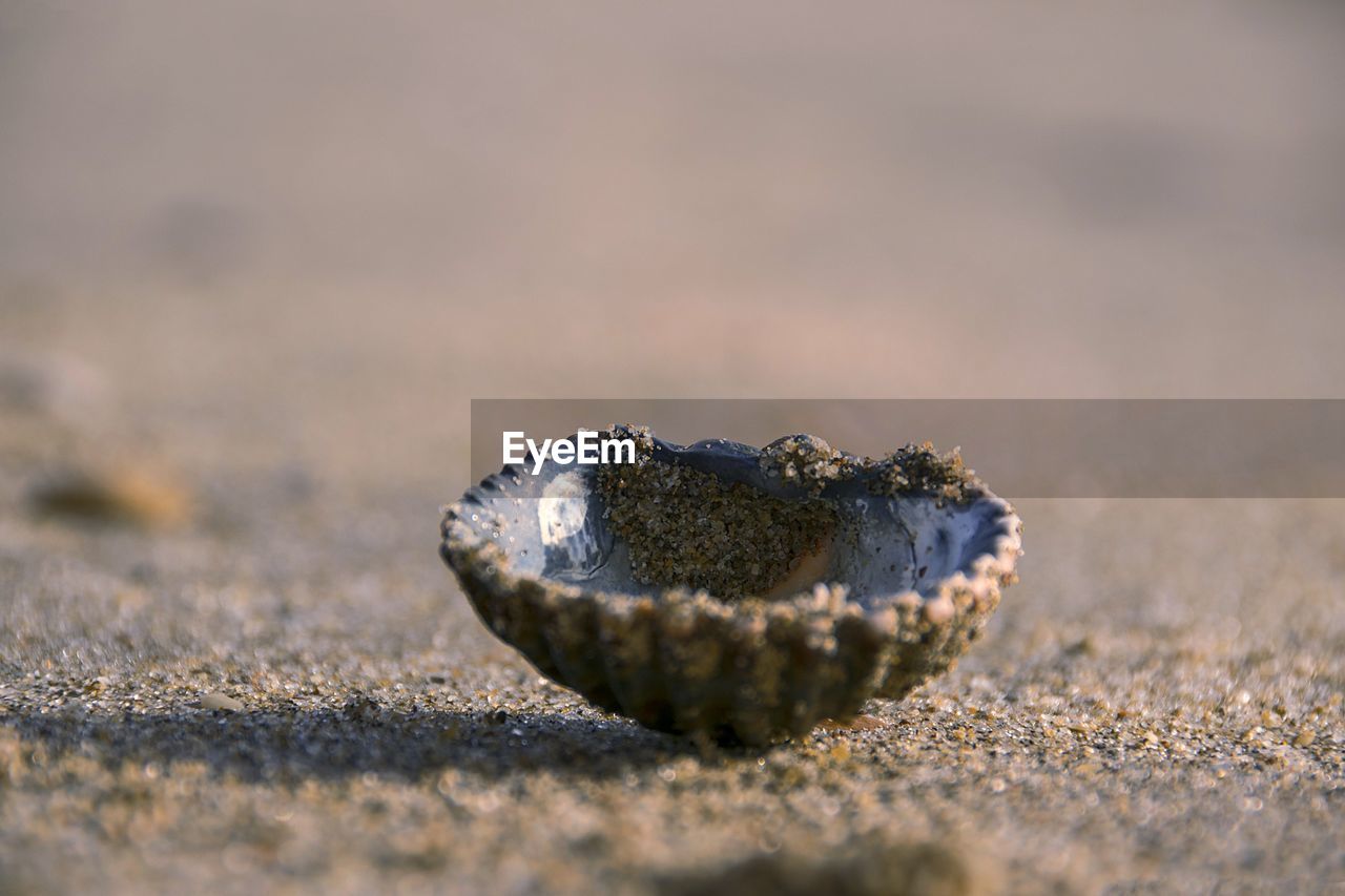 CLOSE-UP OF ANIMAL SHELL ON SAND