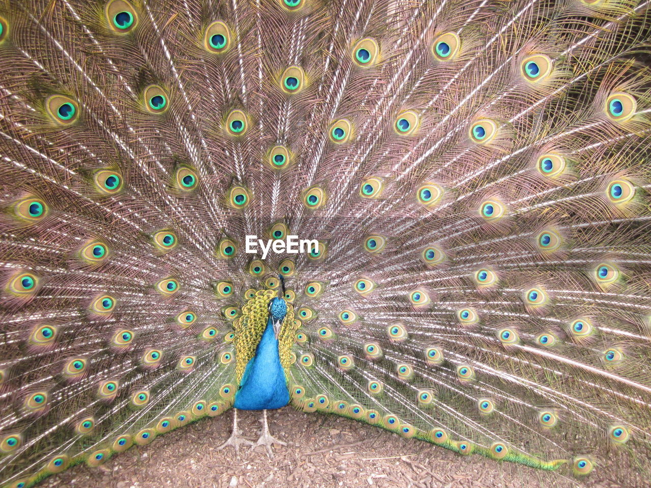 Close-up of peacock feathers