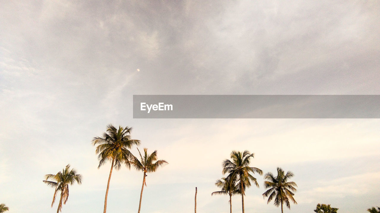 Low angle view of palm trees against sky