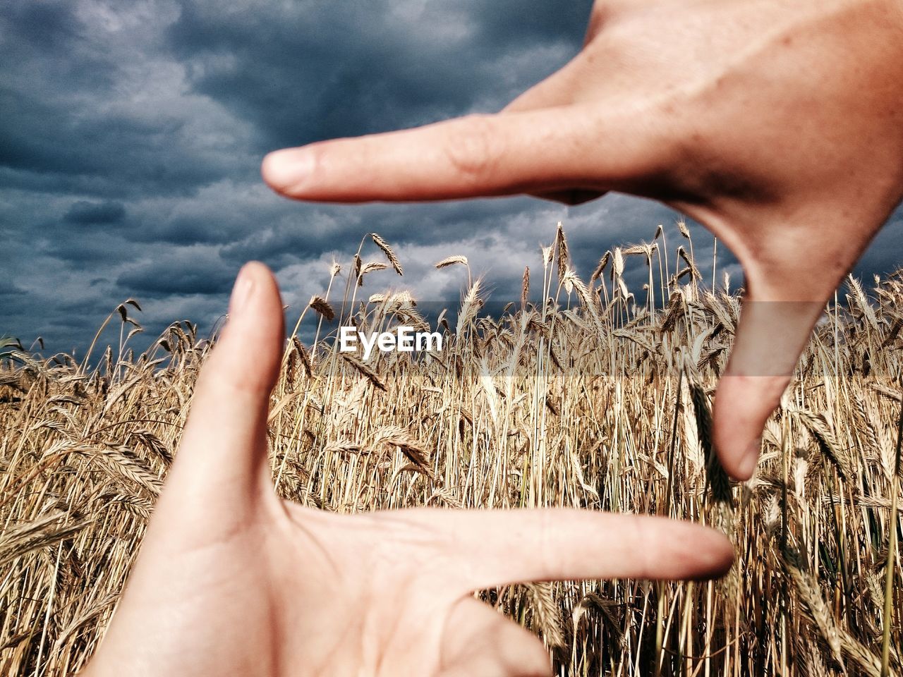 Cropped image of person gesturing by wheat field against cloudy sky