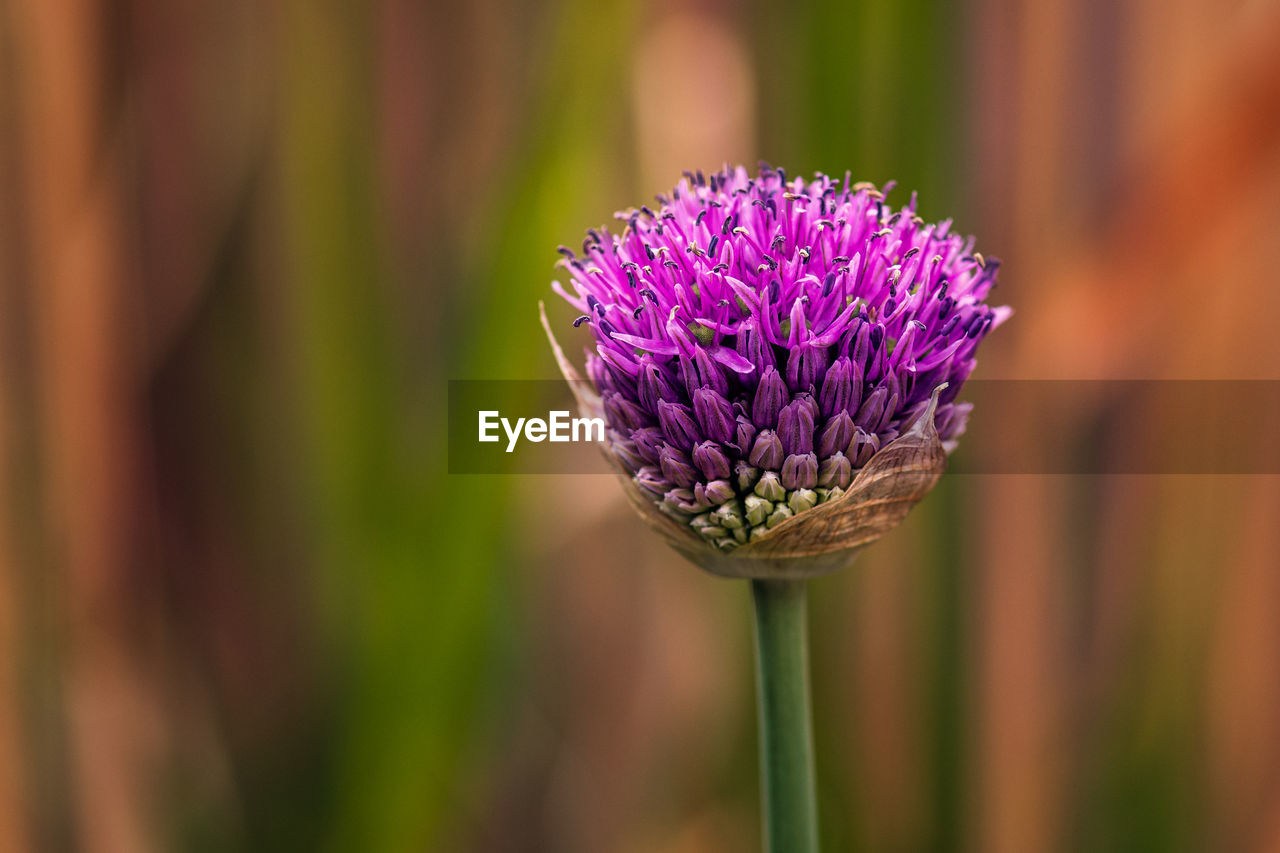 Close-up of purple flowering plant