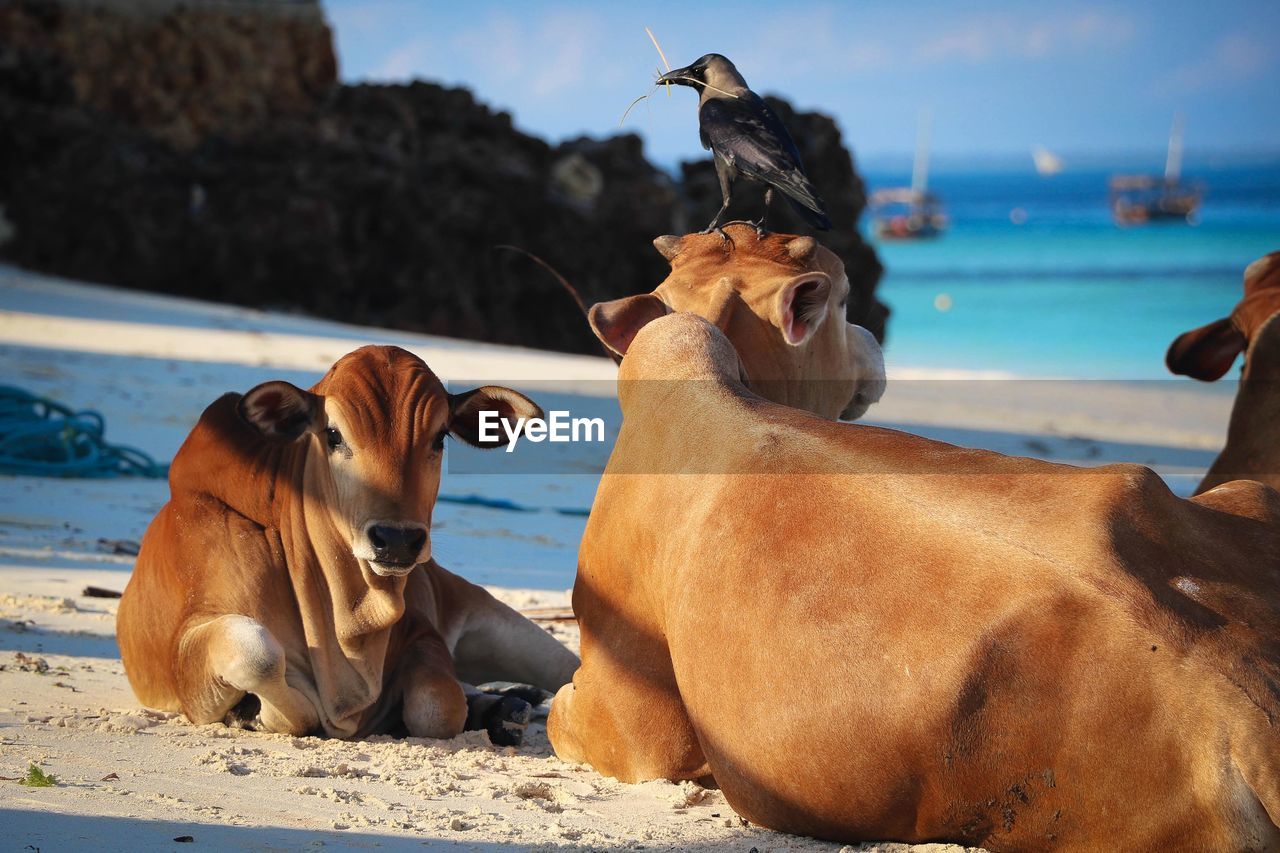 Cows sitting on beach by sea