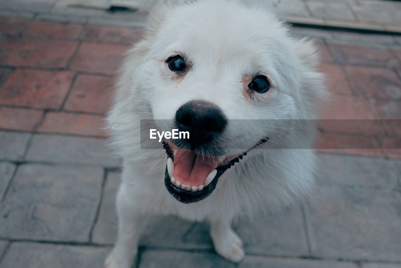 High angle portrait of white dog